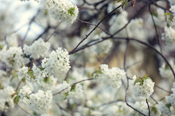 Blooming spring tree. Shallow depth of field.