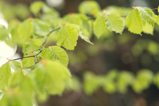 Spring green young leaves with shallow depth of field and a copy space.