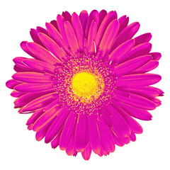 Flower lilac yellow Gerbera isolated on white background. Close-up. Macro. Element of design.