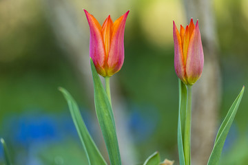 Blooming tulip flowers in the spring garden.