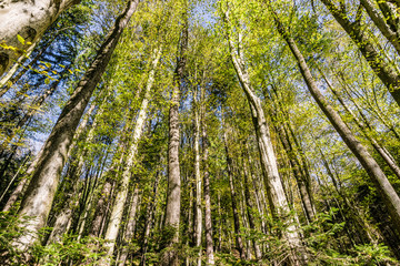 looking up at  dense woods