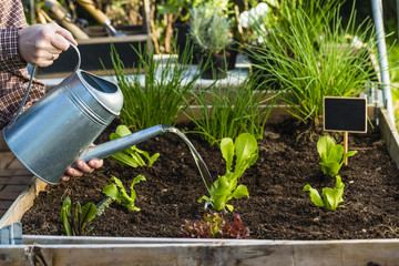 The gardener watering the young seedlings of lettuce in the garden.