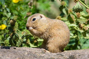 Naklejka na ściany i meble European ground squirrel eating in front of a bush