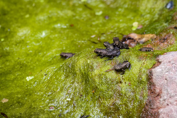 Common toads sitting on algae after emerging from being tadpoles