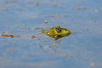 Grass frog in a lake