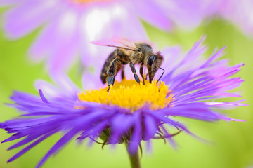 A bee collecting pollen from a flower