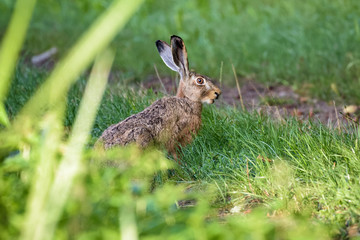 Naklejka na ściany i meble European brown hare eating grass