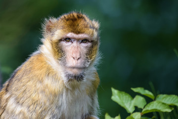 Barbary macaque looking at the camera