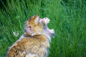 Barbary macaque threatening another macaque on a tree