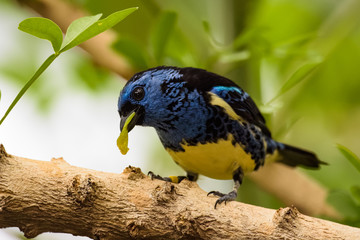 Turquoise tanager eating a fruit while sitting on a branch