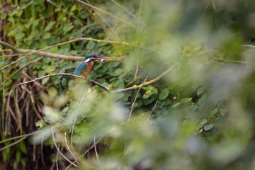 Kingfisher with a fish in its beak sitting on a branch