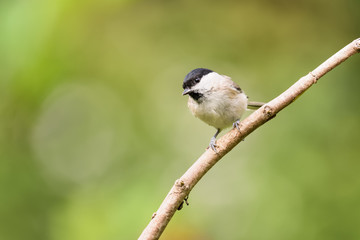 Willow tit sitting on a branch