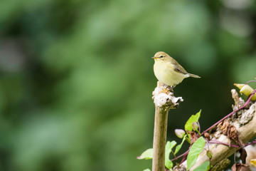 Female wren sitting on a branch