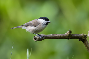 Willow tit sitting on a branch