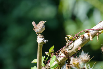 Male wren sitting on a branch © Thorsten Spoerlein
