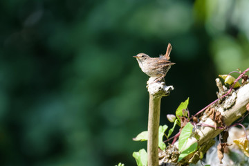 Male wren sitting on a branch