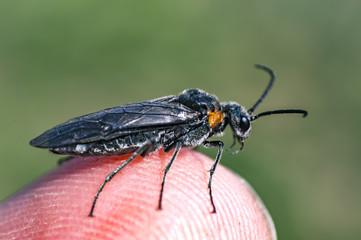 March fly on tree in spring season