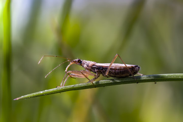 small insect on my meadow in spring season