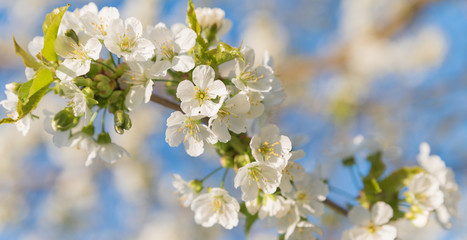 Blossoming cherry close-up blooming flowers on a concert, blurred background fragrant white flowers - Arriving jars