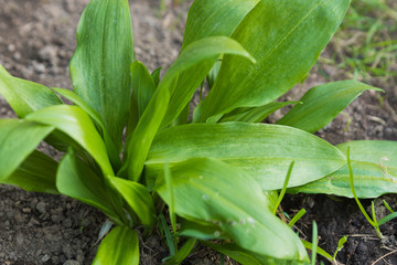 Bears garlic spring green plant very healthy and strong for health - Spring forest plants
