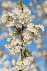 Blossoming cherry close-up blooming flowers on a concert, blurred background fragrant white flowers - Arriving jars