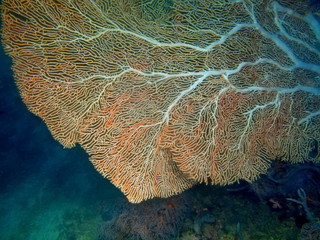 Obraz premium Gorgonian coral