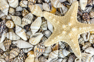ocean theme background. variety of seashells with starfish macro view 