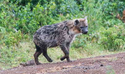 hyena