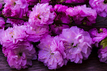 beautiful flowers in the garden