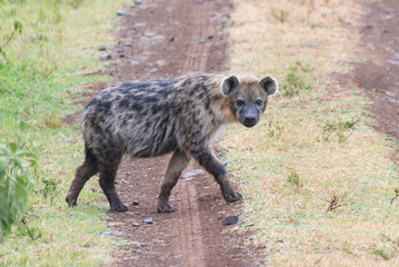 Fototapeta premium hyena