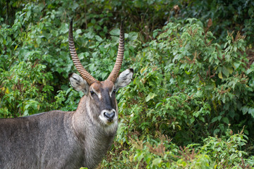 water buck