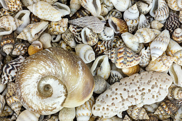 marine items macro view. summer holiday background with seashells 