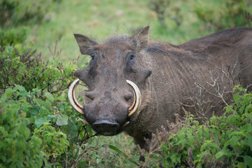 Wart Hog