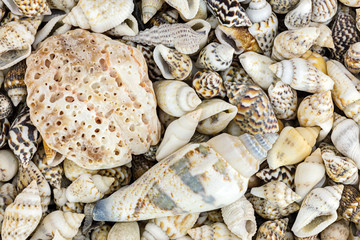 marine life decorations. various seashells closeup view