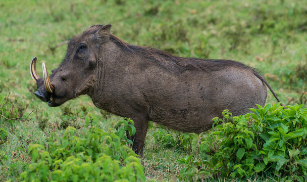 Wart Hog