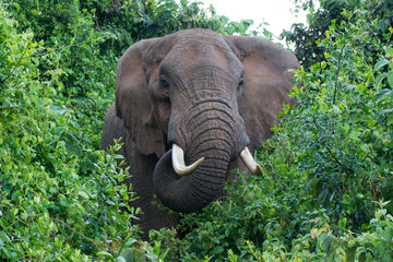 African elephant