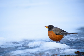 Robin searching for food on a snowy ground during winter season