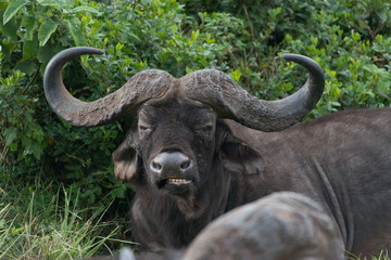 Cape buffalo