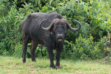 Obraz premium Cape buffalo