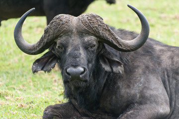 Cape buffalo