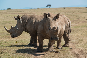 White Rhino