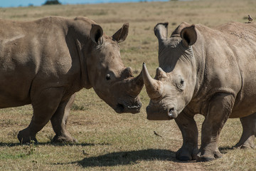 White Rhino