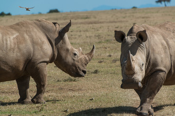 Obraz premium White Rhino