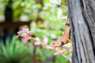 Close up of  brown Chameleon in the garden, thailand, asia.