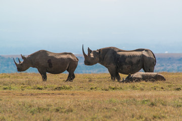 Obraz premium White Rhino