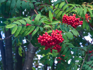 Mountain ash, Rowan or Sorbus tree with ripe berries, macro, selective focus, shallow DOF