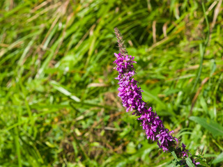 Purple Loosestrife or Lythrum salicaria blossom in weed close-up, selective focus, shallow DOF