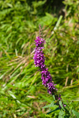 Purple Loosestrife or Lythrum salicaria blossom in weed close-up, selective focus, shallow DOF