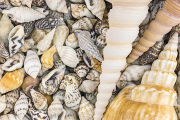 summer vacation background with lot of seashells. macro view