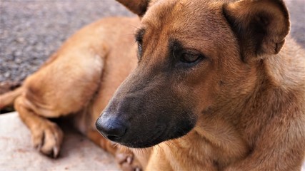 the dog 